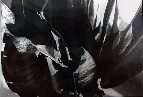 Darkroom Photography : Kimberly Foehser Darkroom Photography : Kimberly Foehser