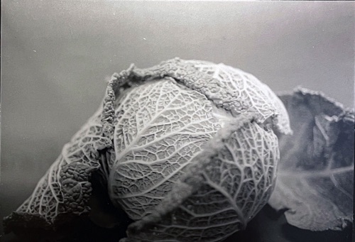 Darkroom Photography : Olive Carpenter Darkroom Photography : Olive Carpenter