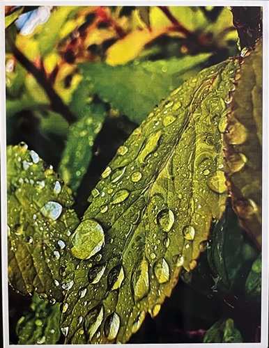 Digital Photography : Scarlett Marcellus Hailstone Digital Photography : Scarlett Marcellus Hailstone